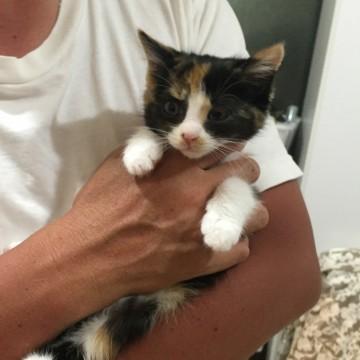 モデル級超可愛い三毛仔猫ちゃん
