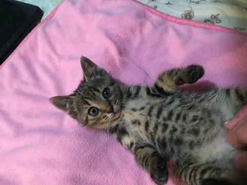 モデル級超可愛いキジ仔猫ちゃん