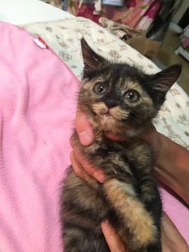モデル級超可愛いサビ仔猫ちゃん