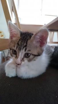 イケメン子猫の里親を募集します