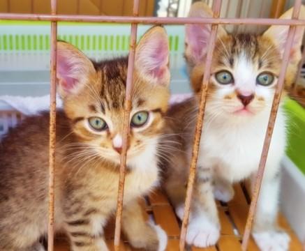 ★美子猫兄弟です★(オス2匹）