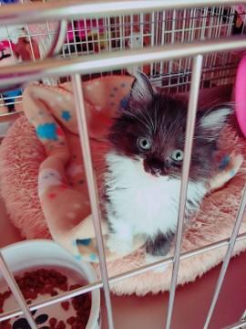 ふわふわモコモコの めんこちゃん
