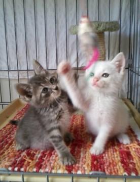 お巡りさんが連れてきてくれた子猫たち