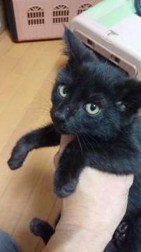 おとなしい黒猫(トライアル中)