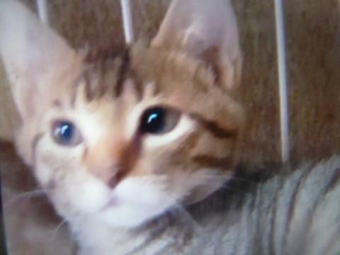 可愛いキジトラ、黒と茶色