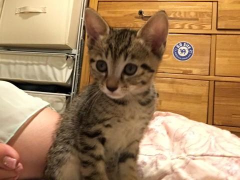子猫 里親募集