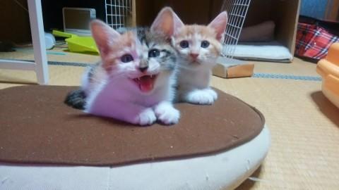 ２匹一緒に♪オスメスの兄弟です！