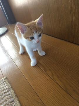 子猫クリーム＆ホワイトの元気な男の子