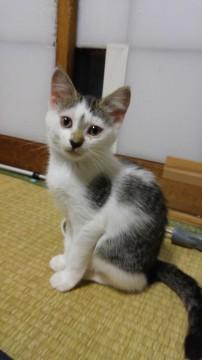 鼻筋ラインの美猫ちゃん
