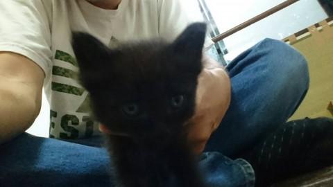 可愛く大人しい黒猫くん。
