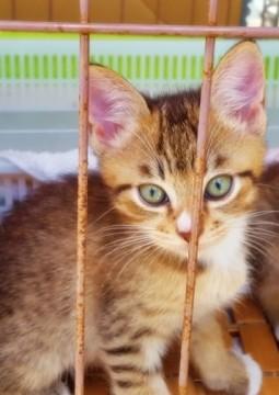 ★イケメン子猫です★(オス）