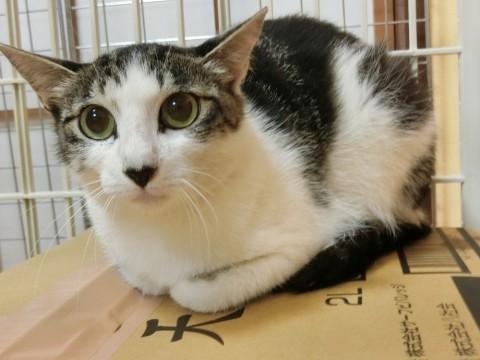 性格温和なきじしろ