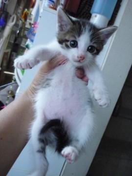 ちびちびくん/1か月