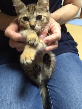 子猫ちゃん保護しました
