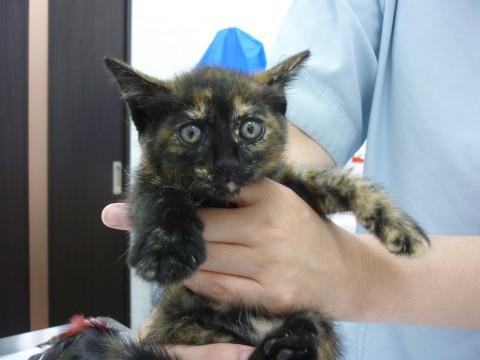 可愛くお利口なサビ猫ちゃん