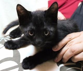 可愛い黒猫くん