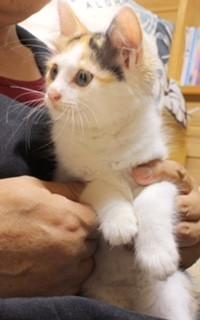 ふわふわ三毛ネコちゃん