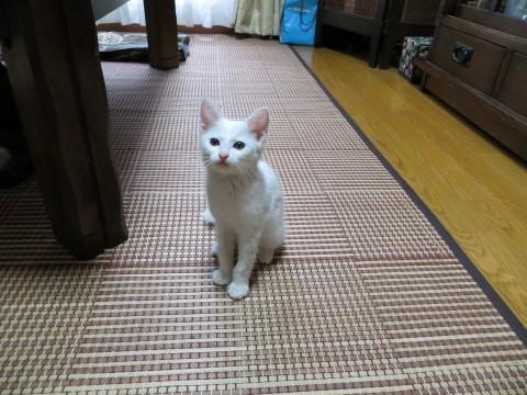 かわいい子猫差し上げます