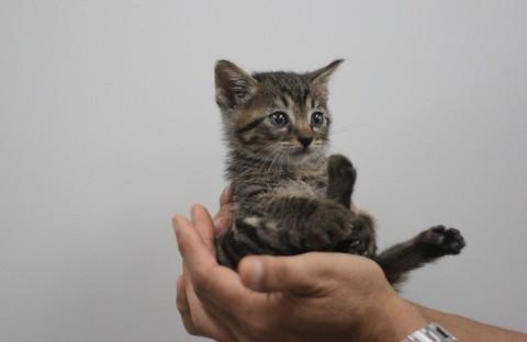 病院保護の4匹兄妹猫