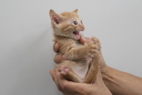 病院保護の4匹兄妹猫
