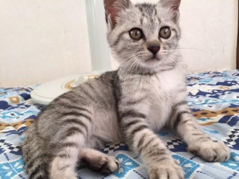 元気なサバトラ男子です。