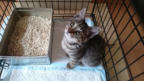 とにかくカワイイです☆ ８