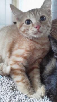5匹の兄弟猫
