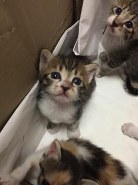 かわいいしょっ！