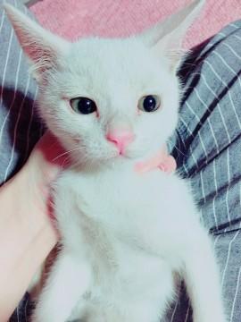 恥ずかしがり屋の 白くん