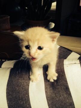 淡いクリーム色の子猫です。