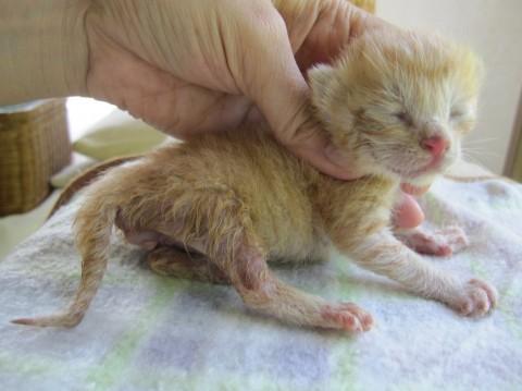 岡山県 赤ちゃん茶トラ 猫の里親募集 ネコジルシ