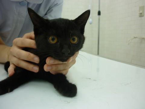 元気いっぱい４兄妹④