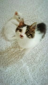 【再募集です】フワフワ男子