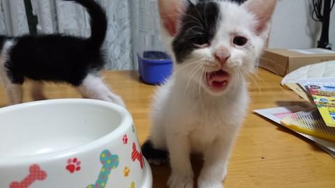 白地に黒模様のかわいい男の子です
