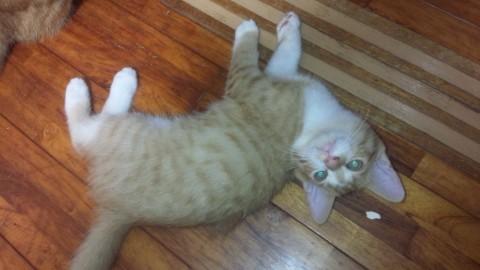 子猫です。