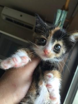 モデル級超可愛い三毛仔猫ちゃん