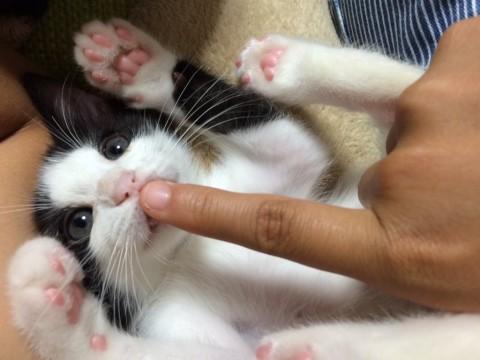 ハチワレ２ヶ月