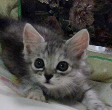 かわいいこ　ウルウルのお目目でお話しする