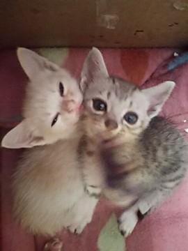 人なつっこくておひざ猫です