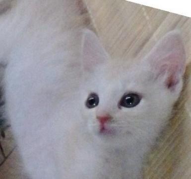 ミルクテイー色のゴロニャン3兄弟