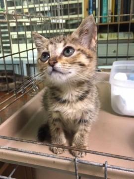 子猫の里親募集中！！胡桃ちゃん♪