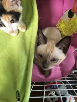 シャム系のここちゃんを家族にしてください