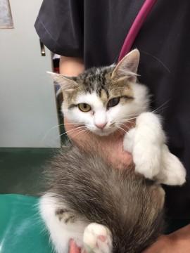 とても人馴れしているふわふわしっぽちゃん