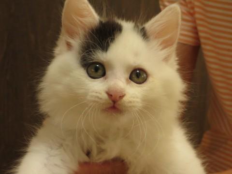 長毛の子猫です
