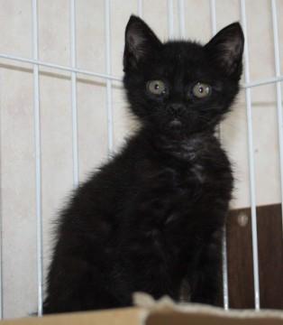 人懐こい手のかからない子です。