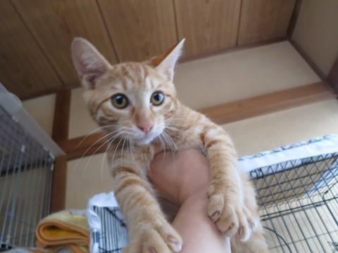 もうすぐ４か月茶トラ男子