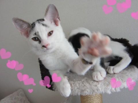 個性的な白キジくん♪