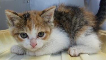 ５匹の子猫が飼主飼育放棄！！