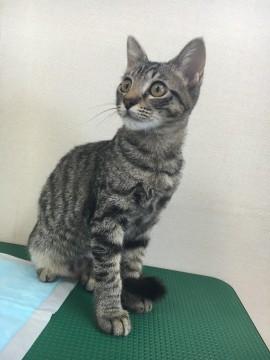 ヤンチャで甘えん坊なサバトラくん