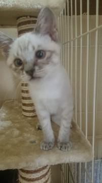 １ヵ月ぐらいのシャム風美猫ちゃん